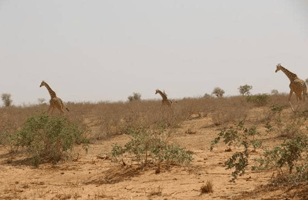 Protection des Girafes au Niger, Girafes de Kouré 